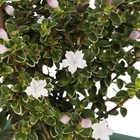 Bonsai Jovem Vaso 1,1L