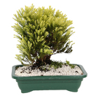 Bonsai Jovem Vaso 1,1L