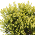 Bonsai Jovem Vaso 1,1L