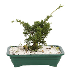 Bonsai Jovem Vaso 1,1L