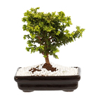 Bonsai Júnior Vaso 1,1L