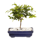 Bonsai Júnior Vaso 1,1L