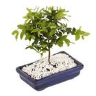 Bonsai Júnior Vaso 1,1L
