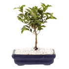 Bonsai Júnior Vaso 1,1L