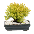 Bonsai Júnior Vaso 1,1L