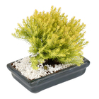 Bonsai Júnior Vaso 1,1L