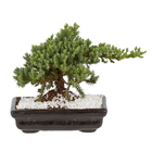 Bonsai Júnior Vaso 1,1L