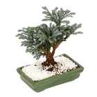 Bonsai Júnior Vaso 1,1L