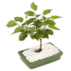 Bonsai Júnior Vaso 1,1L