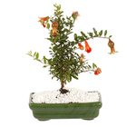 Bonsai Júnior Vaso 1,1L