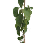 Bougainvillea Estaca amarela Glabra Planta Natural