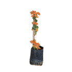 Bougainvillea Estaca Laranja Glabra Planta Natural