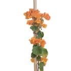 Bougainvillea Estaca Laranja Glabra Planta Natural