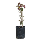 Bougainvillea Estaca Roxa Glabra Planta Natural