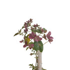 Bougainvillea Estaca Roxa Glabra Planta Natural