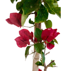 Bougainvillea Estaca Vermelha Glabra Planta Natural