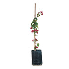 Bougainvillea Estaca Vermelha Glabra Planta Natural