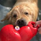 Bounzer Kongão Classic Kong Brinquedo Interativo Para Cães -