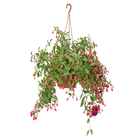 Brinco de Princesa Cuia 21