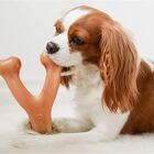 Brinquedo Benebone Wishbone Frango M