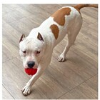 Brinquedo Bola Spiral Para Cães