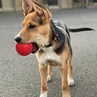 Brinquedo Bolinha Para Cachorro Resistente Vermelho 7cm - Cas