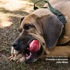 Brinquedo Cachorro Grande Madog Skull Mordedor Resistente