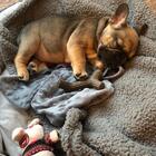 Brinquedo De Roer Para Cães Filhotes Benebone Puppy 2- Pack