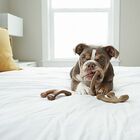 Brinquedo De Roer Para Cães Filhotes Benebone Puppy 2- Pack B