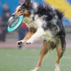 Brinquedo Disco Voador Petisco