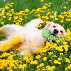 Brinquedo Mordedor Osso Em Corda Para Cachorro Verde 25cm - P