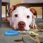 Brinquedo Mordedor Para Cachorro Argola Com Puxador De Corda