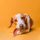 Brinquedo Mordedor Para Cachorro Com Apito Sonoro Bife De Bor