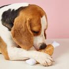 Brinquedo Mordedor Para Cachorro Coxa De Frango Pelúcia Com A