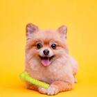 Brinquedo Mordedor Para Cachorro Osso Resistente Emborrachado