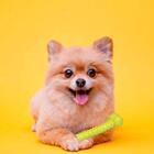 Brinquedo Mordedor Para Cachorro Osso Resistente Emborrachado