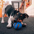 Brinquedo Para Cachorro Bolinha Petiscos Azul 5cm - Casambien