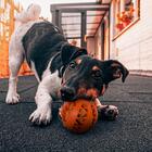 Brinquedo Para Cachorro Bolinha Petiscos Laranja 7cm - Casamb