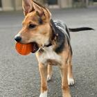 Brinquedo Para Cachorro Bolinha Petiscos Laranja 7cm - Casamb