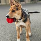 Brinquedo Para Cachorro Bolinha Petiscos Vermelho 7cm - Casam