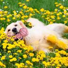 Brinquedo Para Cachorro Osso De Corda Mordedor Rosa 25cm - Pe