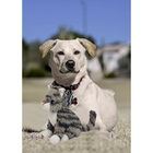 Brinquedo Pet Look Who´s Talking: Gatinho