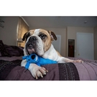 Brinquedo Pet para cães Loofa Dog com 18 cm