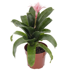 Bromélia Aechmea Fasciata Pote 17