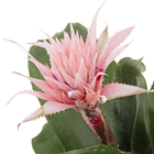 Bromélia Aechmea Fasciata Pote 17
