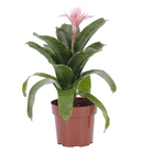 Bromélia Aechmea Fasciata Pote 17