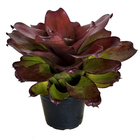 Bromélia Batom Neoregelia Pote 11 Planta Natural