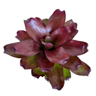 Bromélia Batom Neoregelia Pote 11 Planta Natural