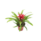 Bromélia Guzmânia Pote 14