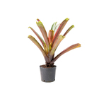 Bromélia Imperial Alcantarea Imperialis Pequeno Planta Natural